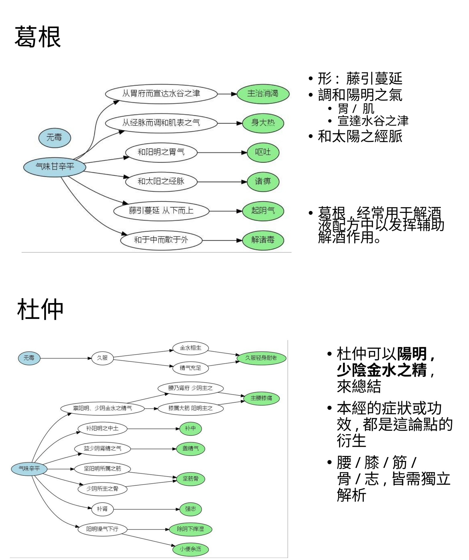 葛根杜仲形態經脈推演圖